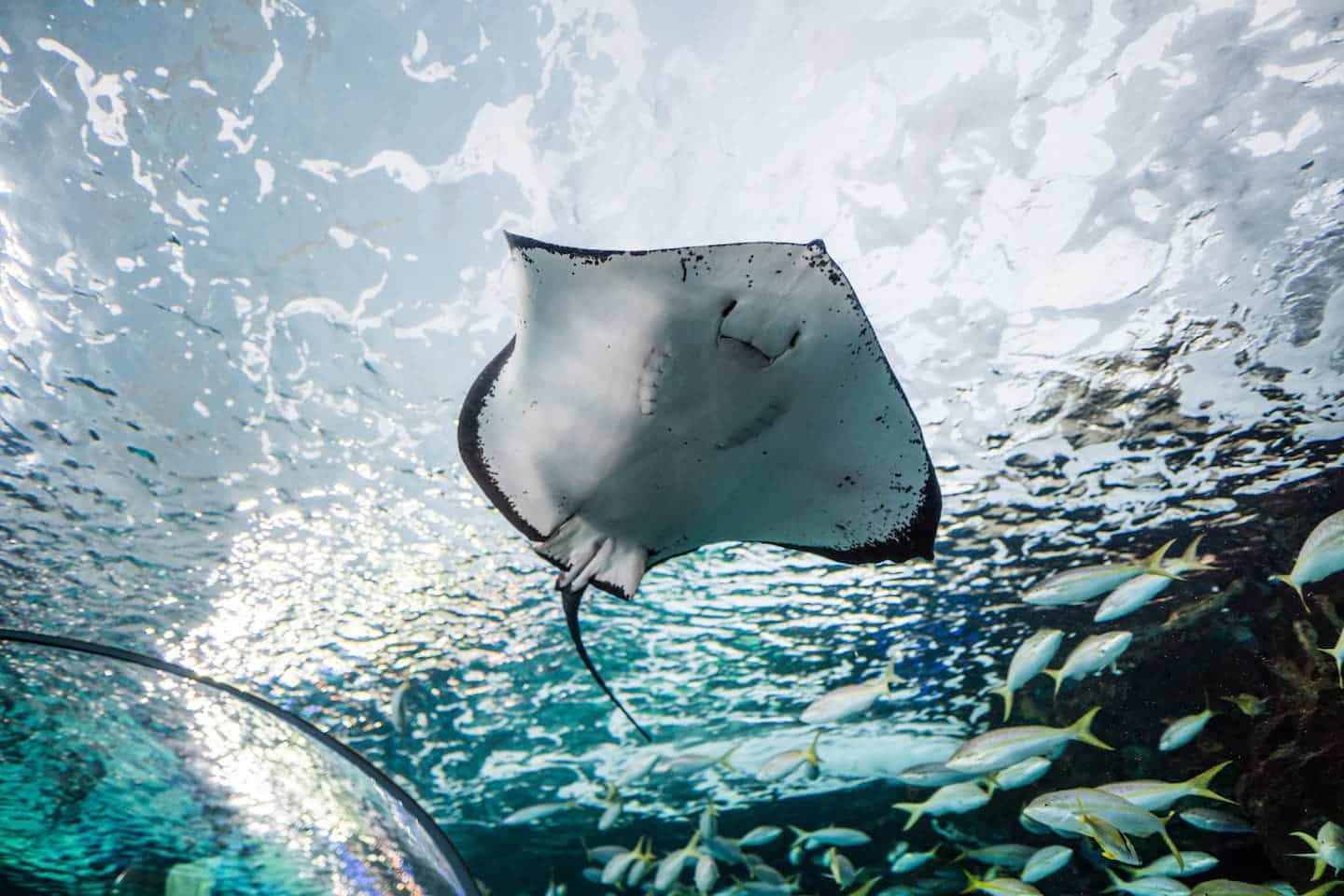 Wild manta ray swimming in ocean