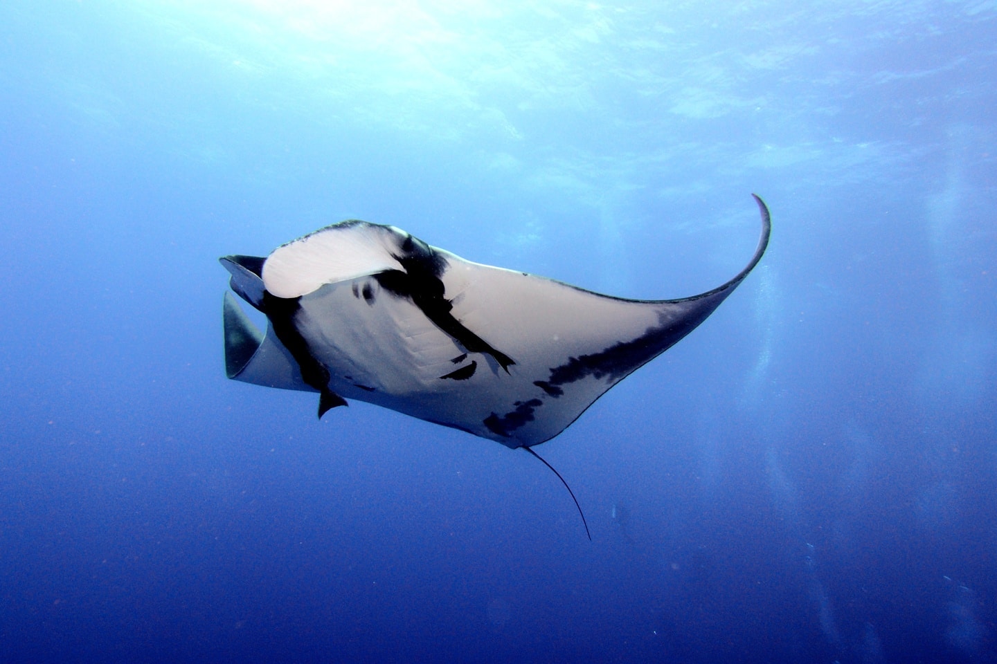 egypt diving: manta-ray