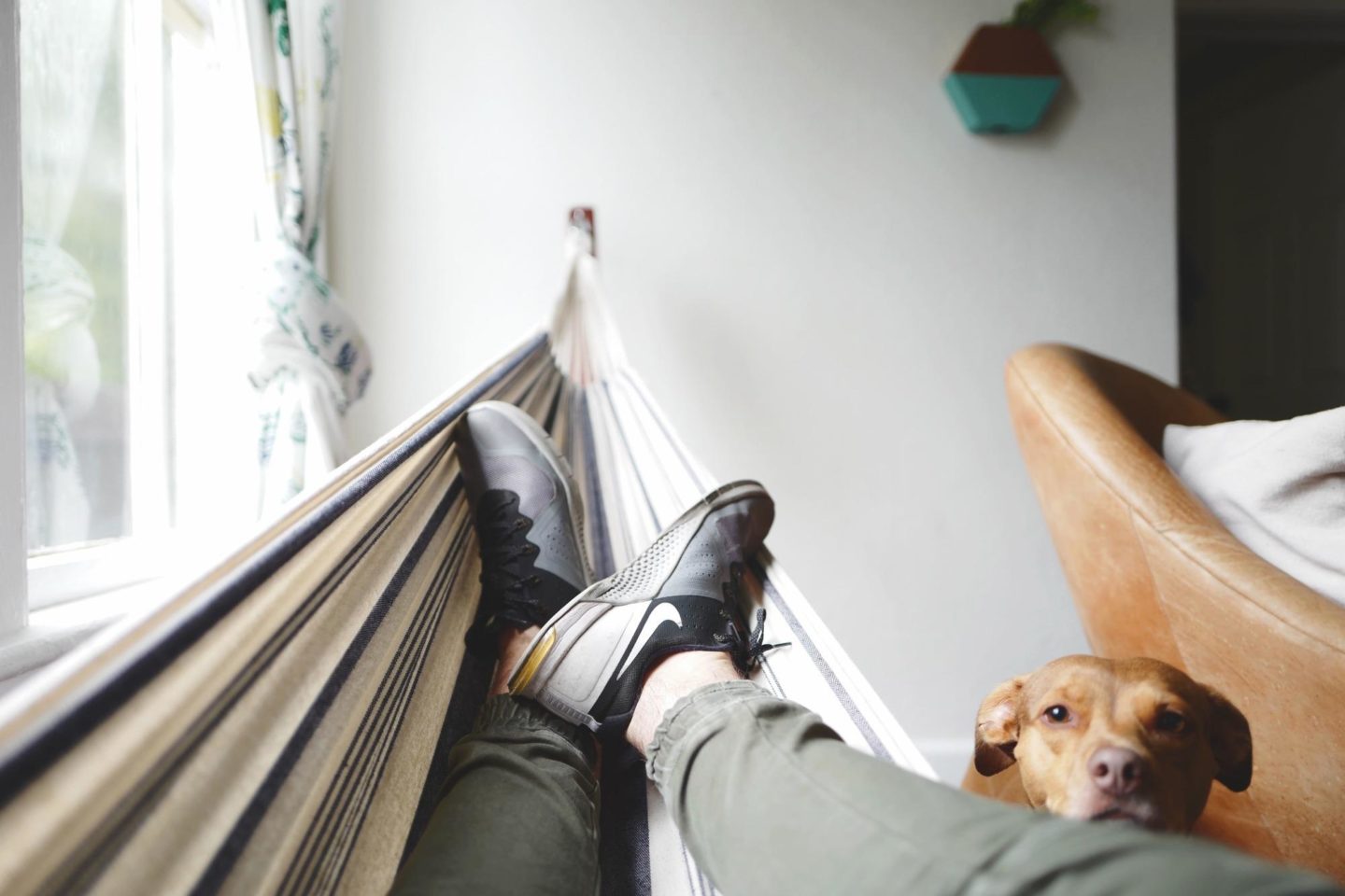 person lying on hammock with dog looking at them