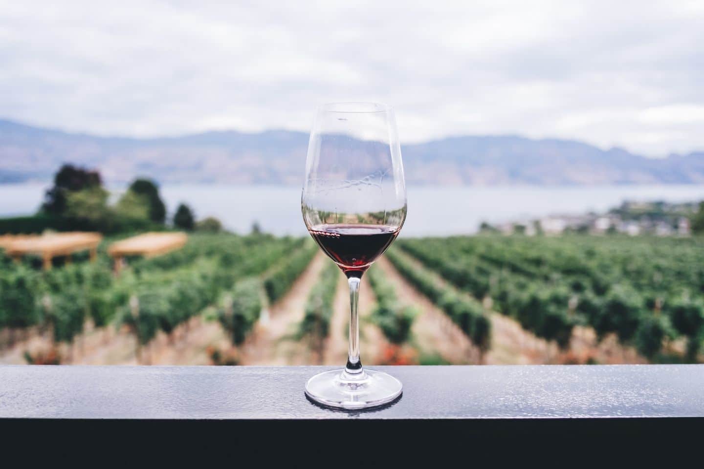 glass of wine overlooking vineyard