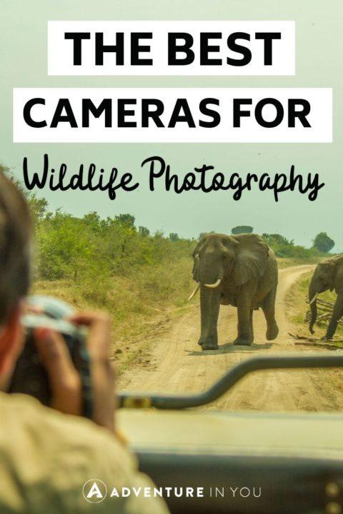 Best Camera for Wildlife Photography | Interested in capturing all the world's vibrant wildlife in photo form? Here are ten of the best cameras to help you do so!