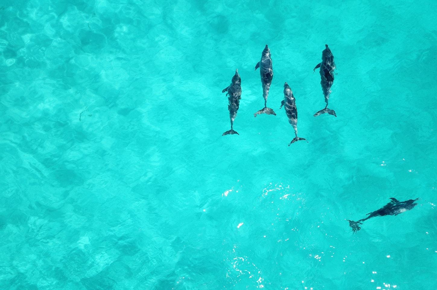 group of dolphins swimming