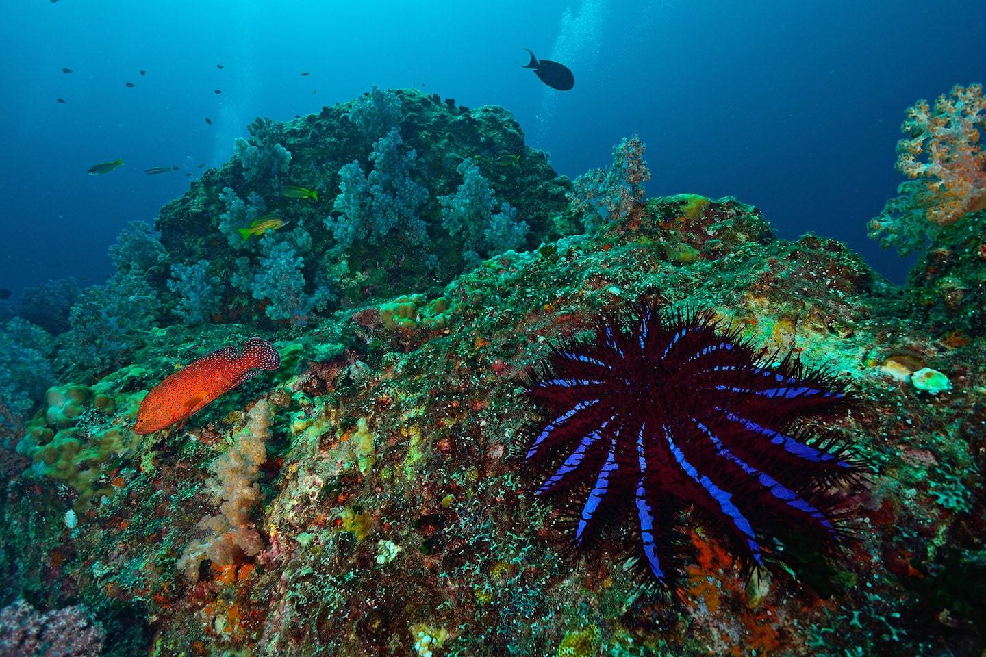 colorful sea creatures underwater