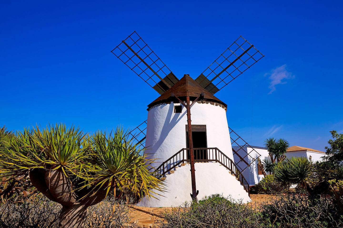 white windmill surrounded by plants in front of dark blue sky