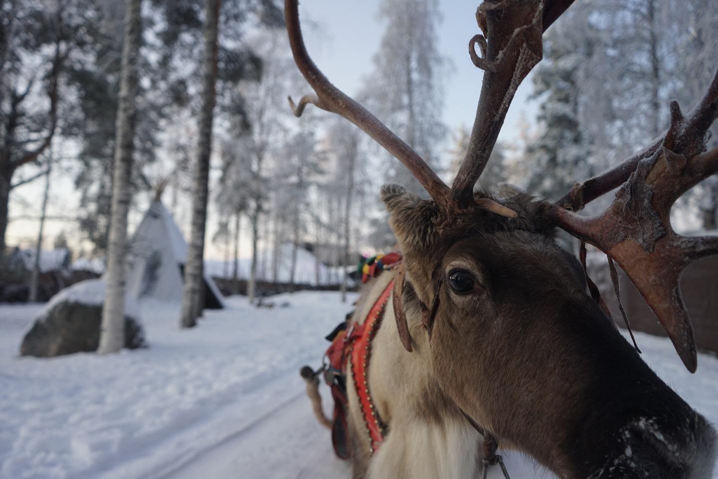 reindeer rovaniemi