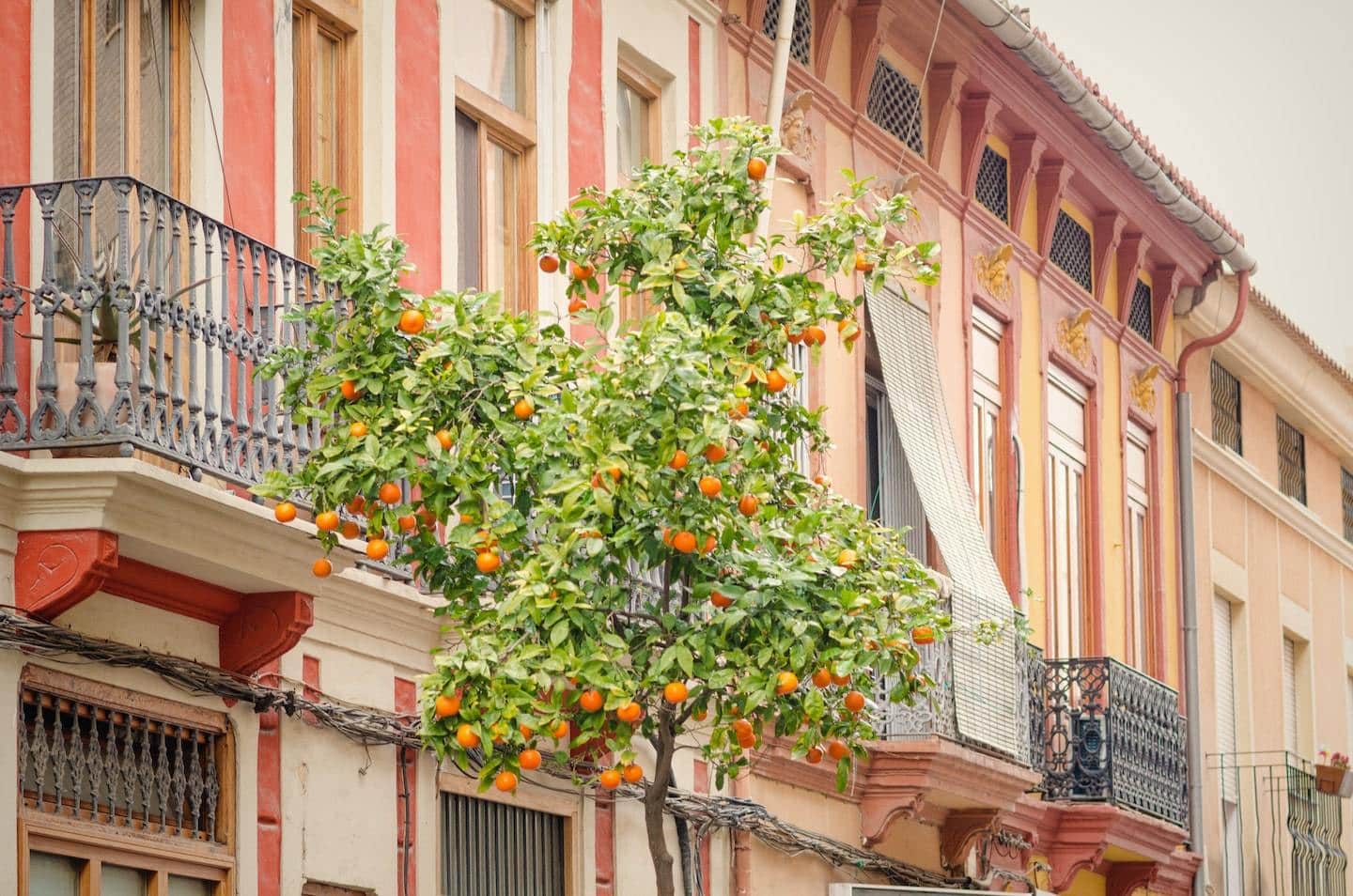 colorful buildings with orange tree in front