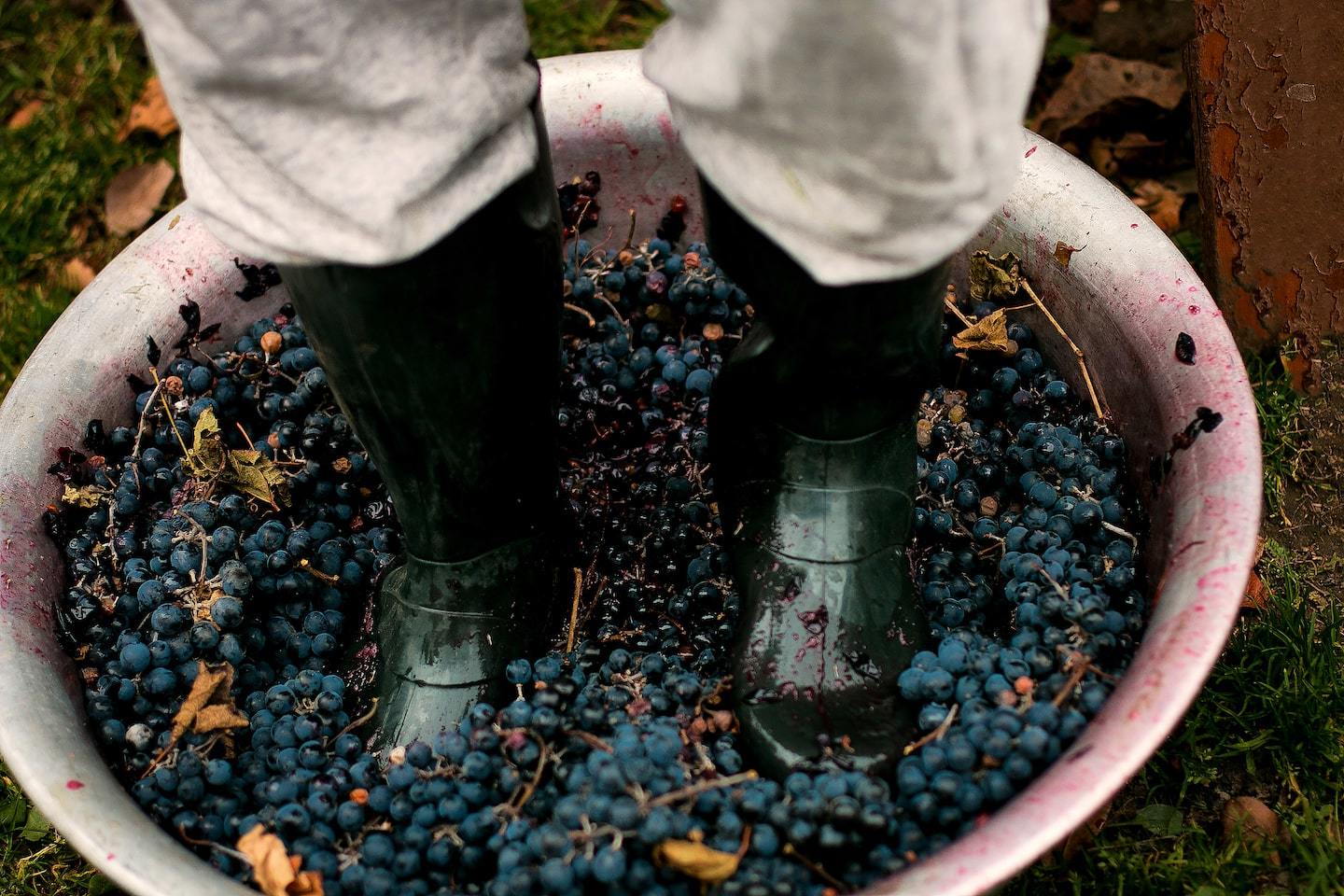 person crushing grapes with their feet