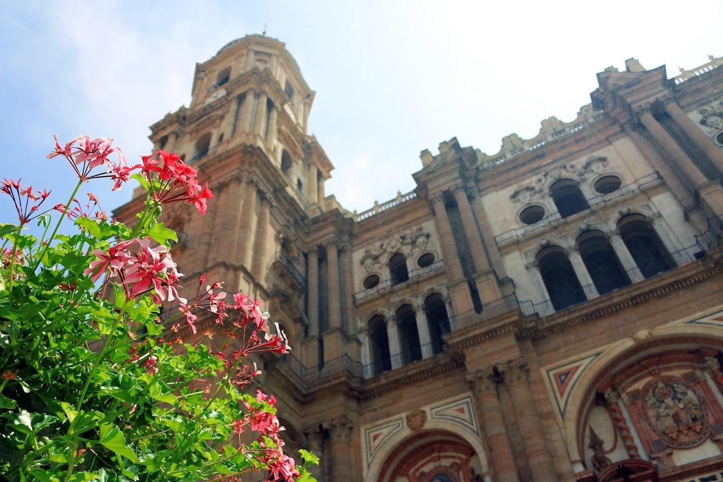 view looking up at the malaga cathedral, focused on pink flowers