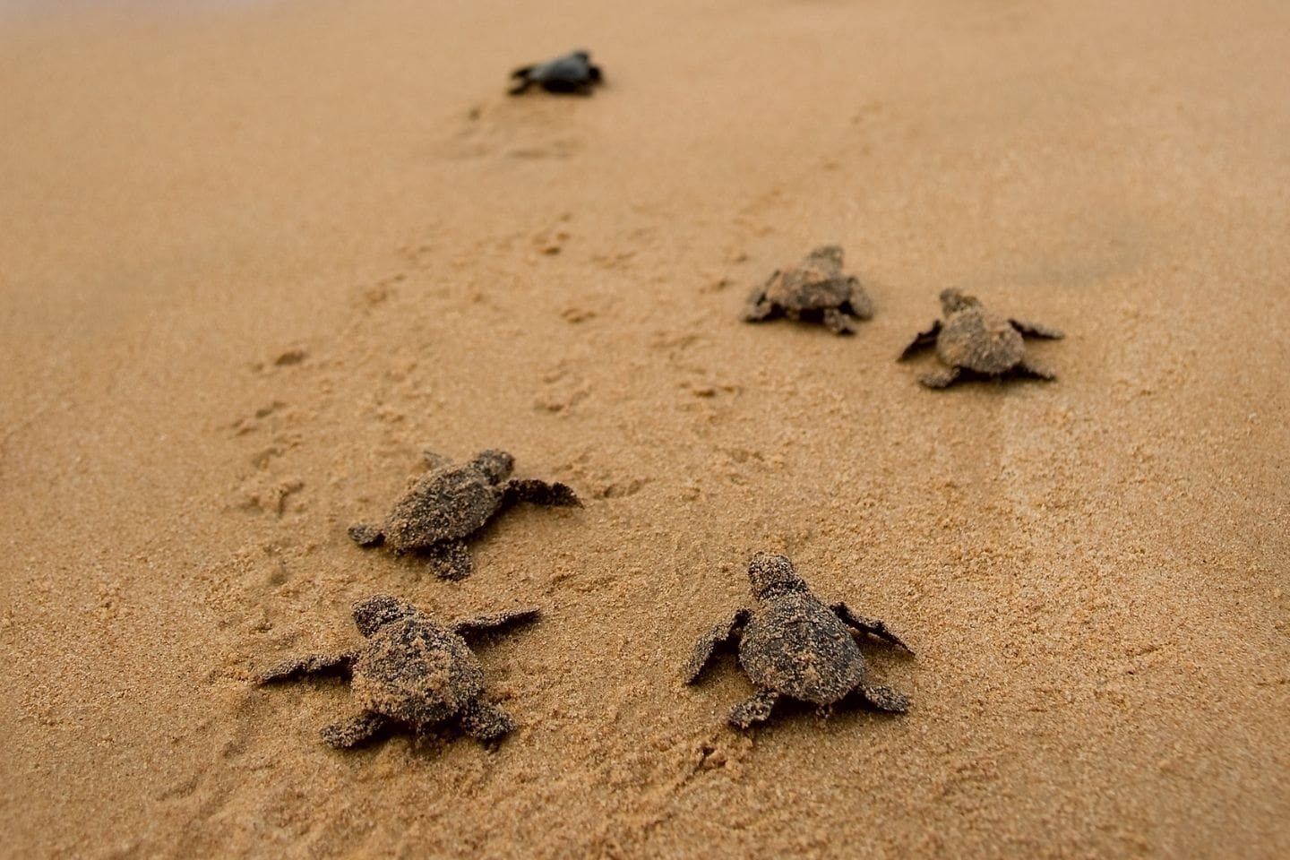 baby sea turtles off to the ocean