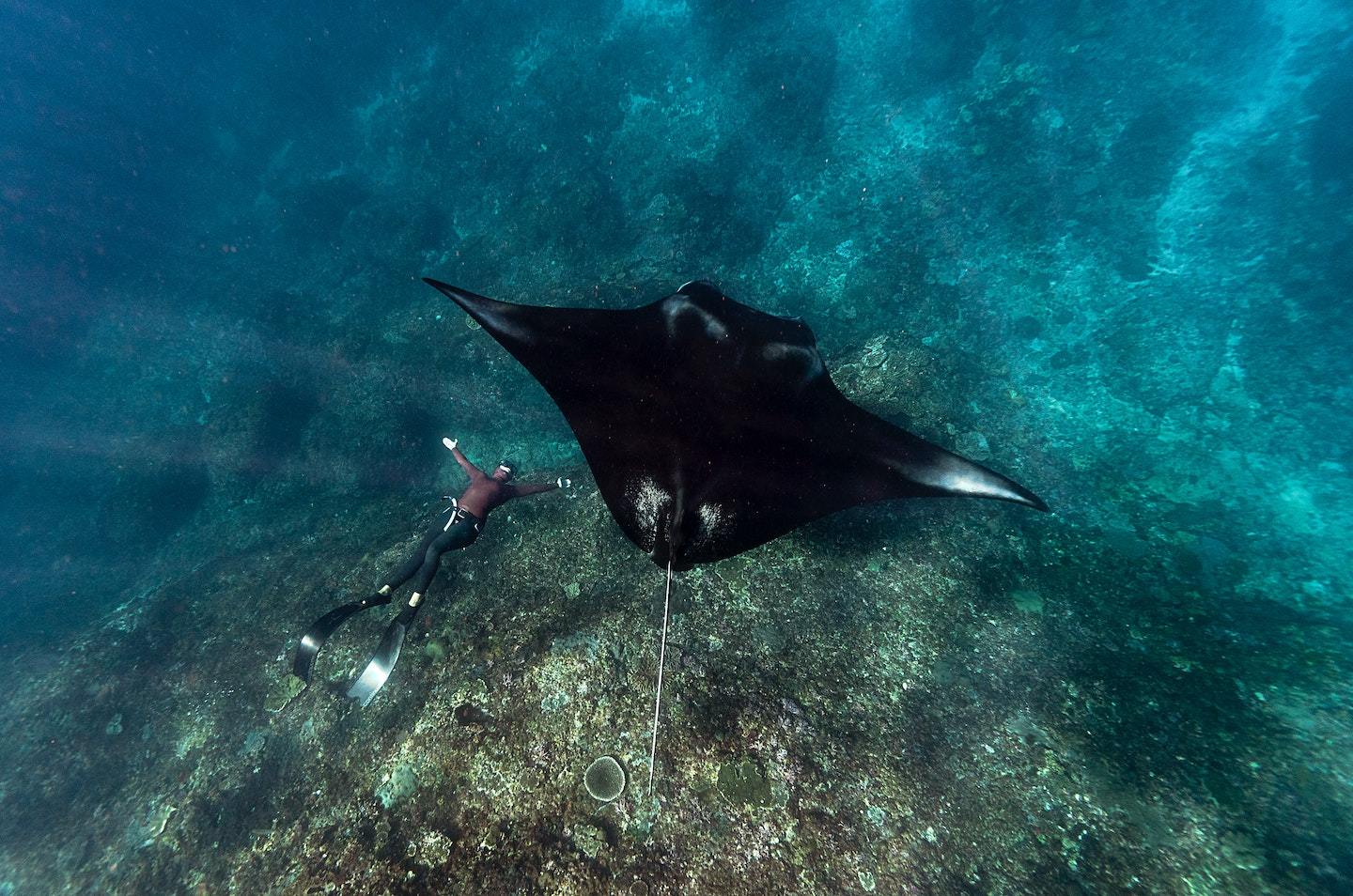 person in a freediving wetsuit with a giant ray