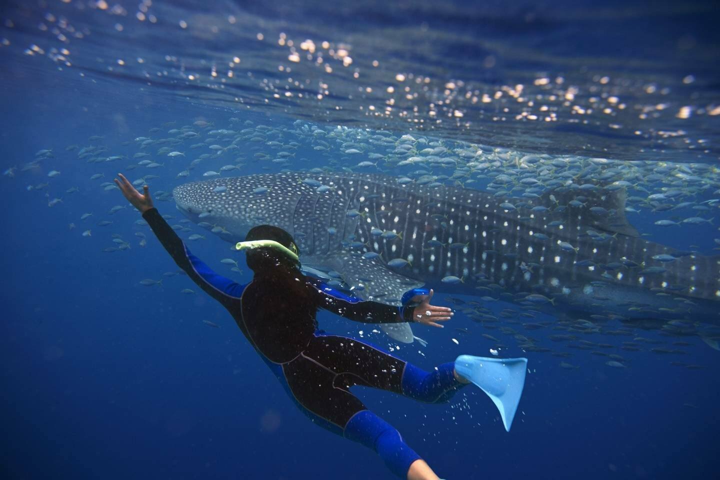 Snorkeling with a whale shark in Isla Mujeres