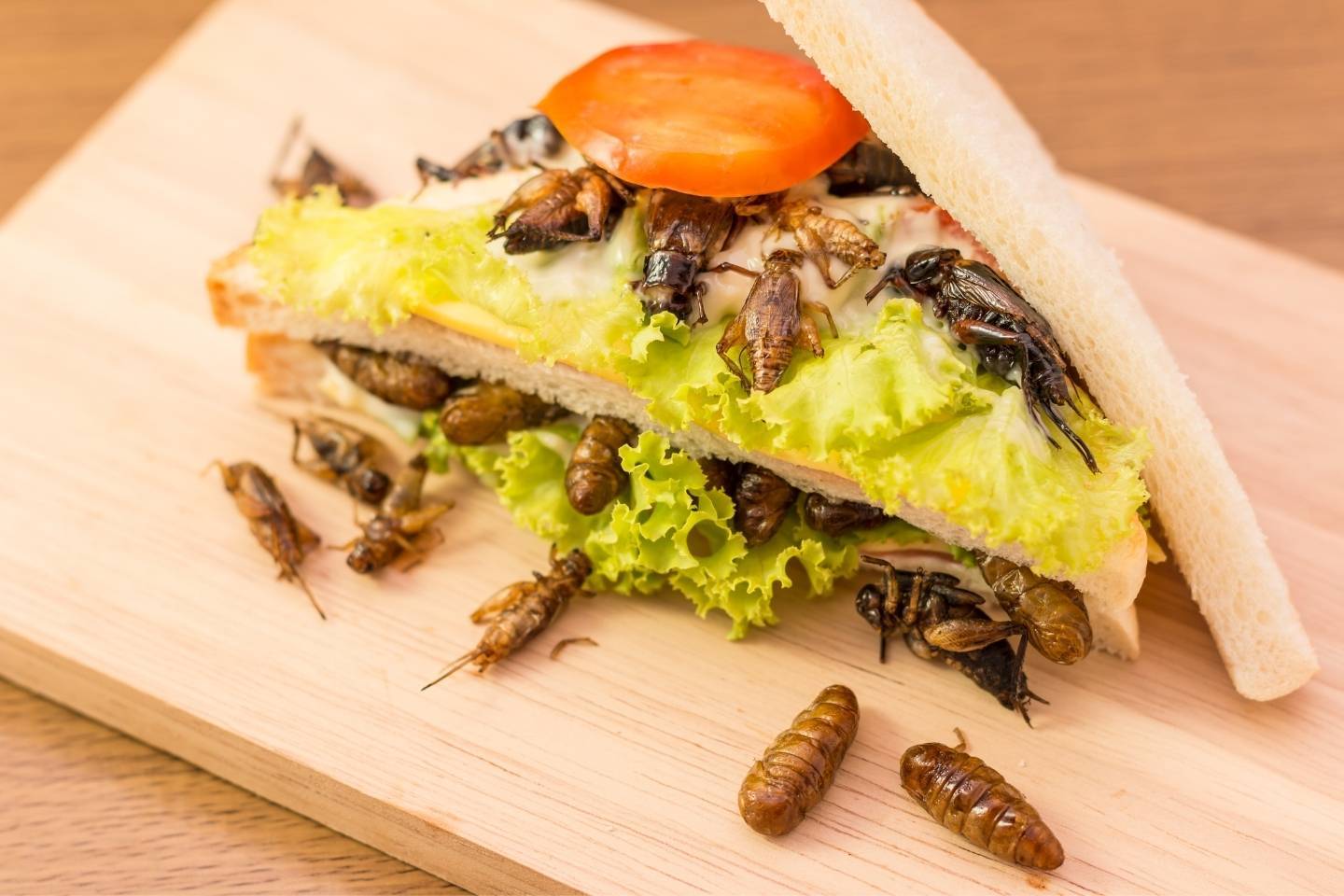 Insect sandwhich
