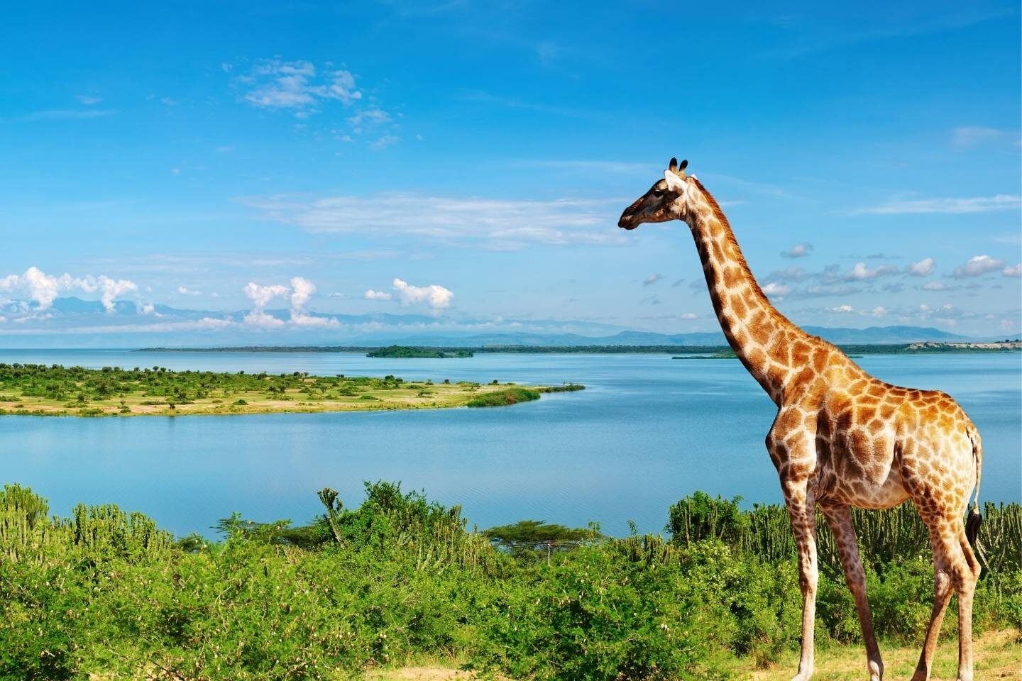 Giraffe in Nile River Uganda