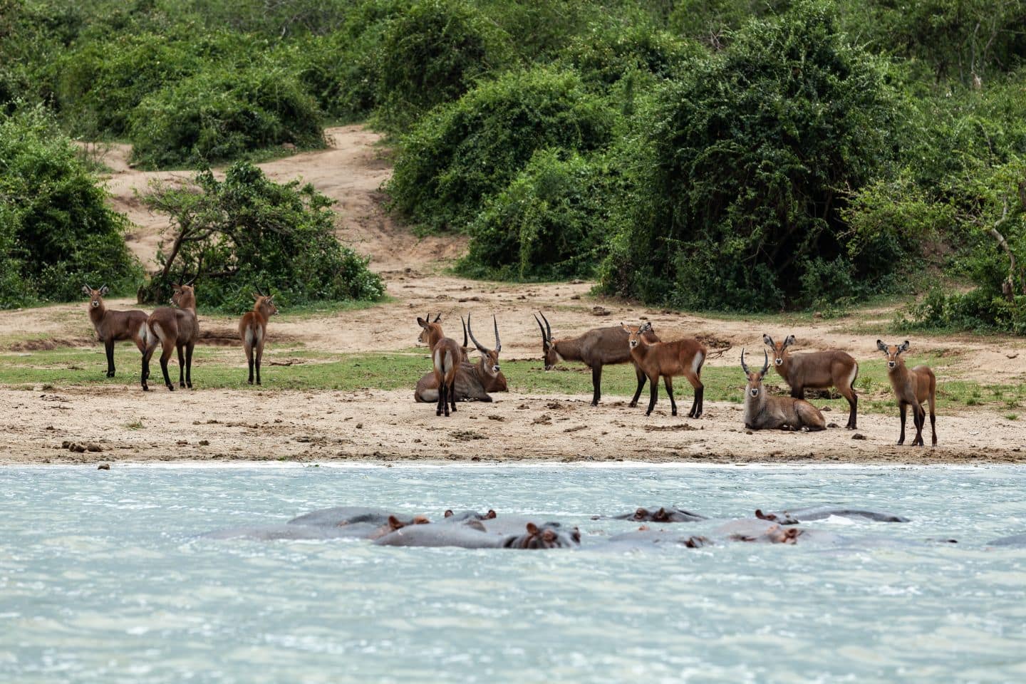 Herd of impala antelopes resting on the bank of Kazinga Channel and hippos having a bath