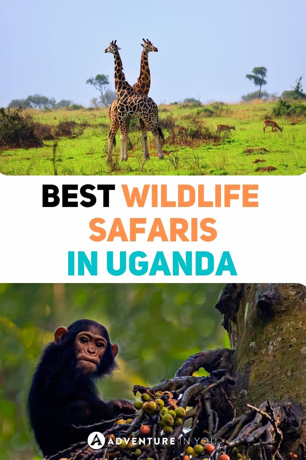 Best Wildlife Safaris in Uganda