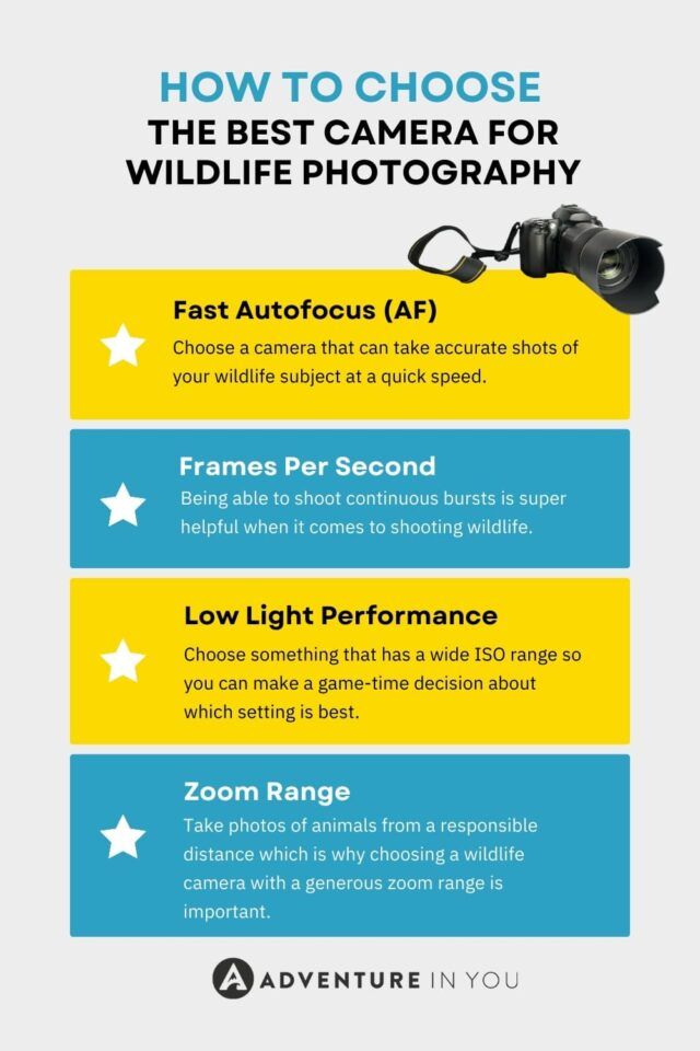 how to choose the best camera for wildlife photography