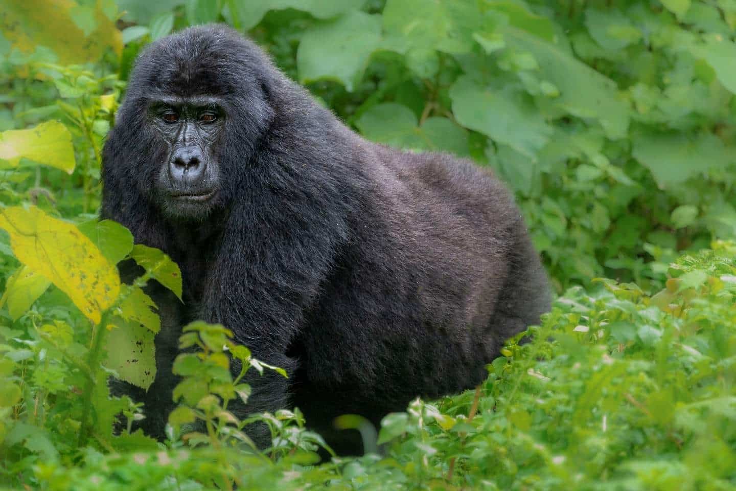 Large silverback gorilla in Uganda
