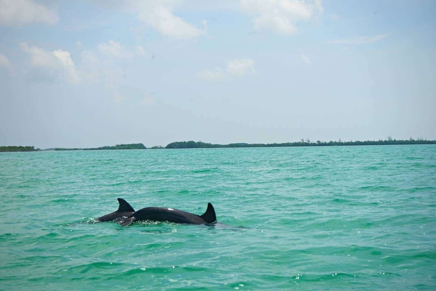 dolphins in Sian Kaan