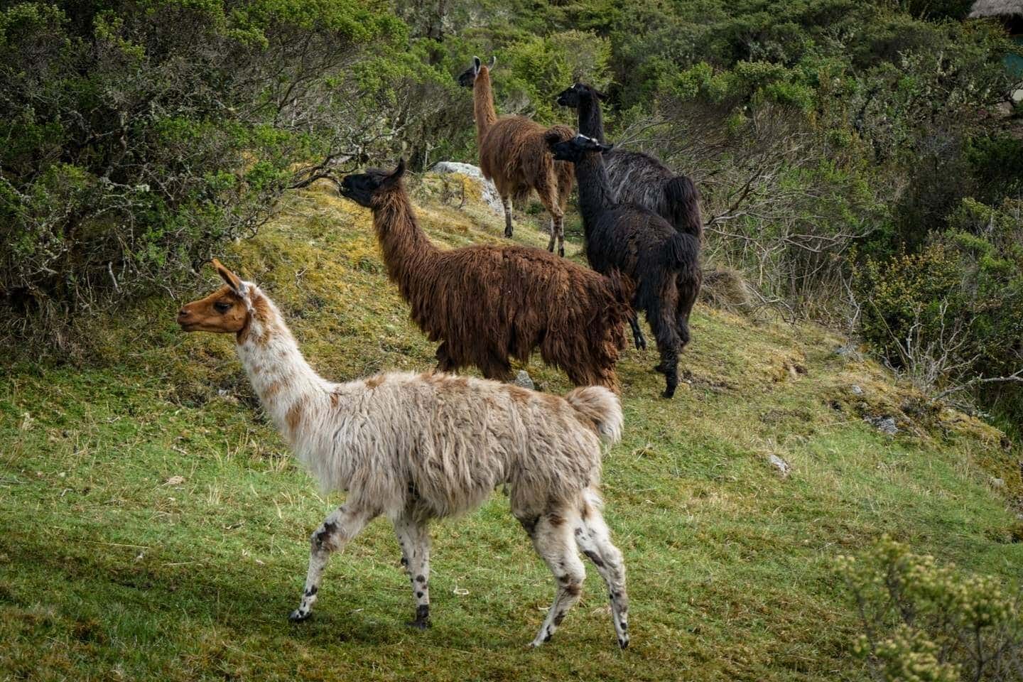 Llamas in the inca trail peru