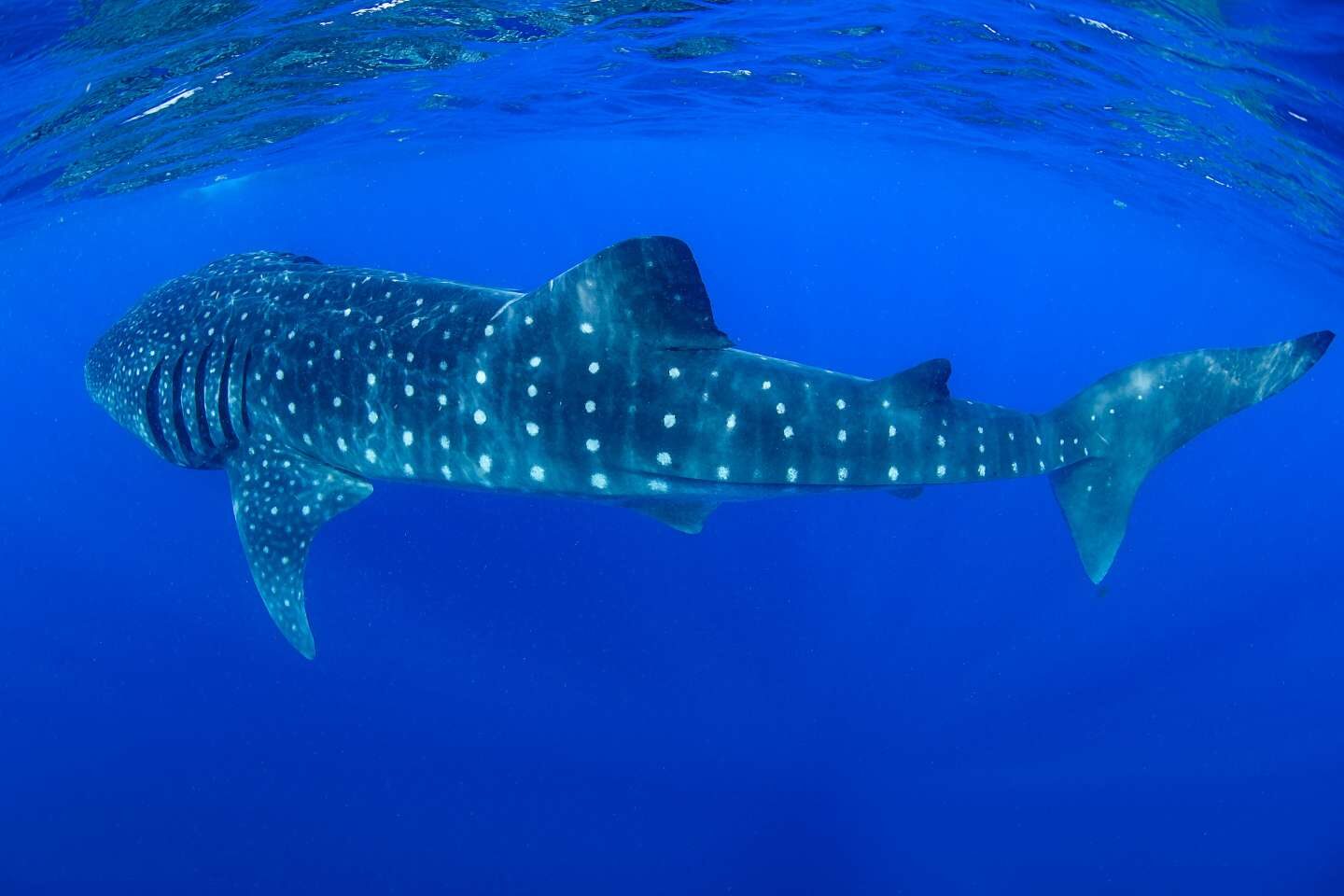 A beautiful shot of whale shark in Isla Mujeres, Mexico