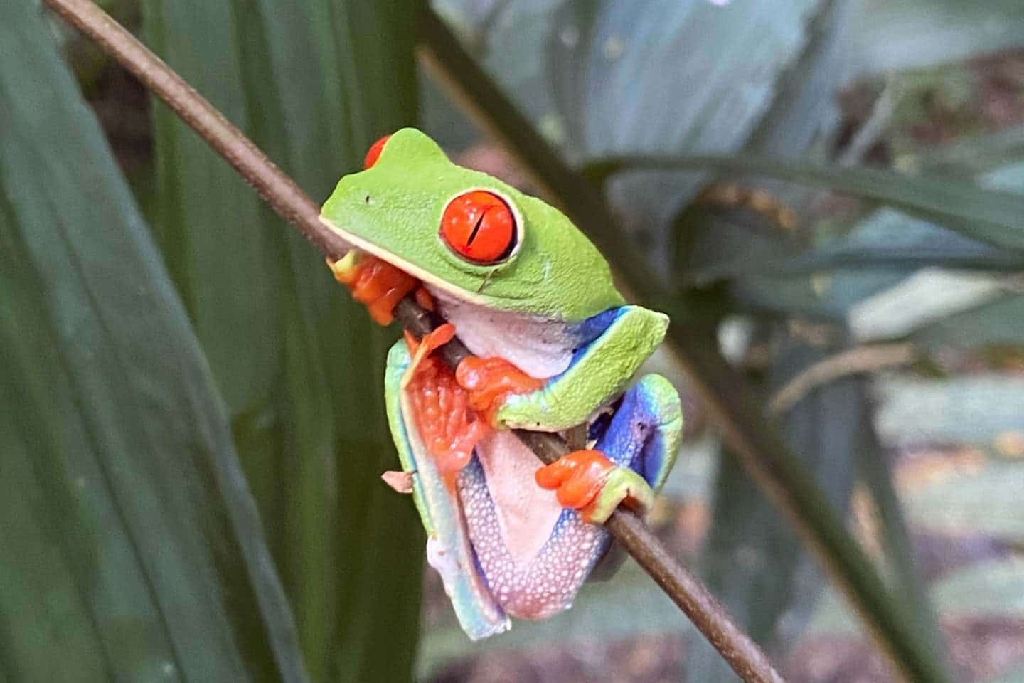 Rare frog in Costa Rica