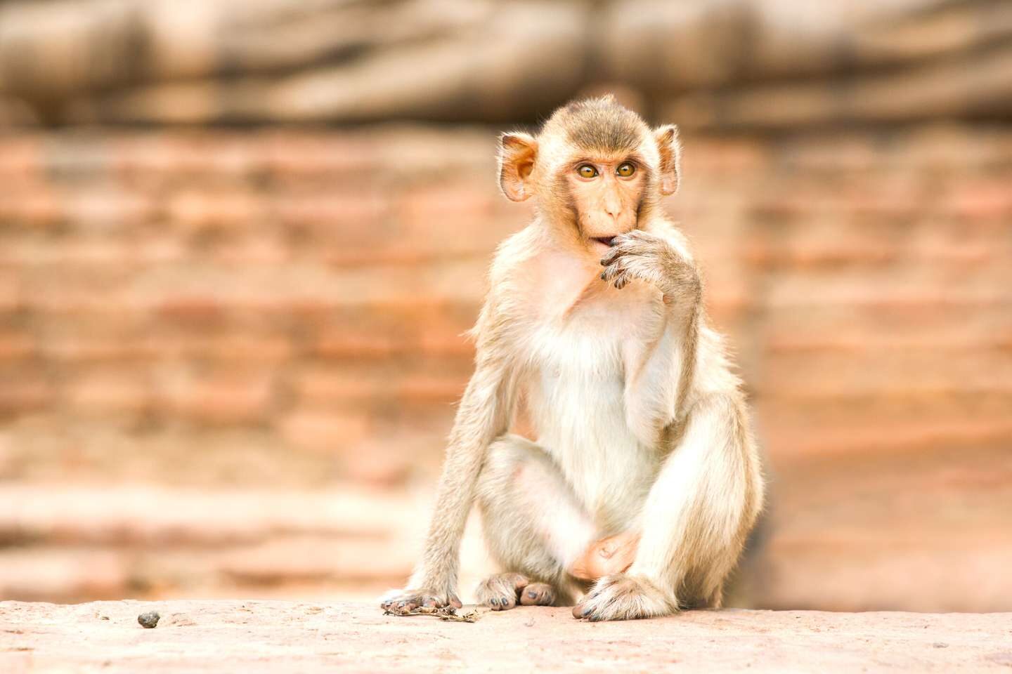 Monkey sitting in a small town of Lopburi, Thailand