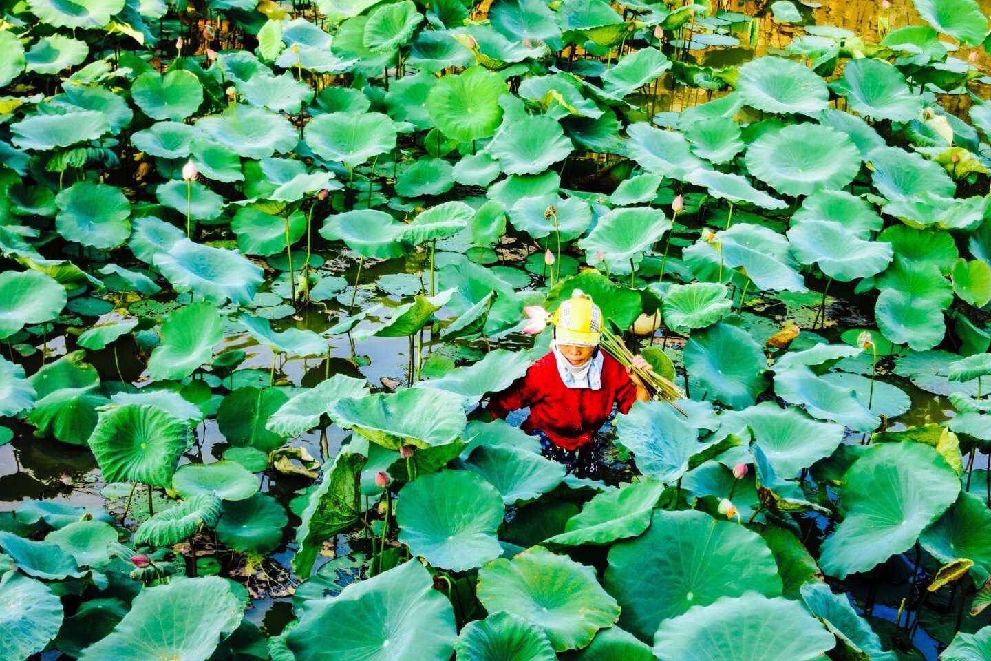 Water lily harvesting in Vietnam
