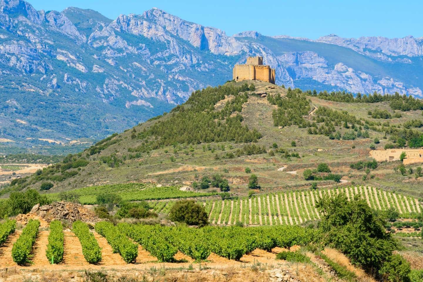 Vineyard in La Rioja Spain