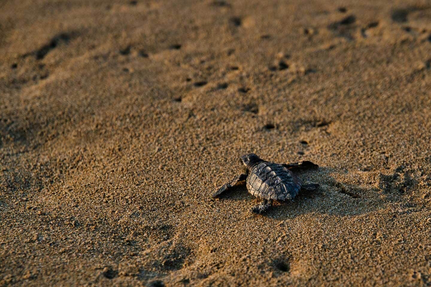 sea turtle on a beach in cancun