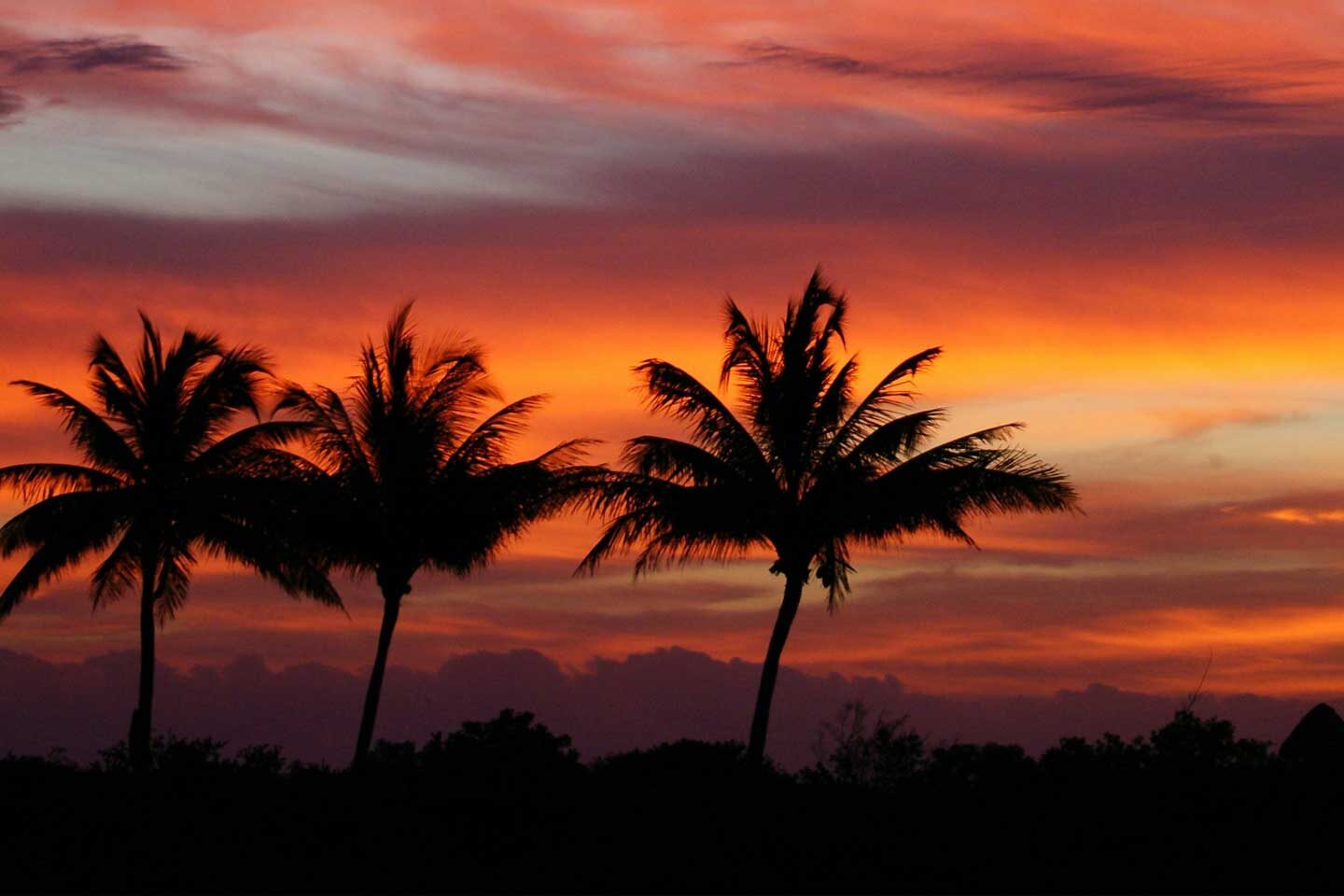 a row of palm trees with a sunset in the background