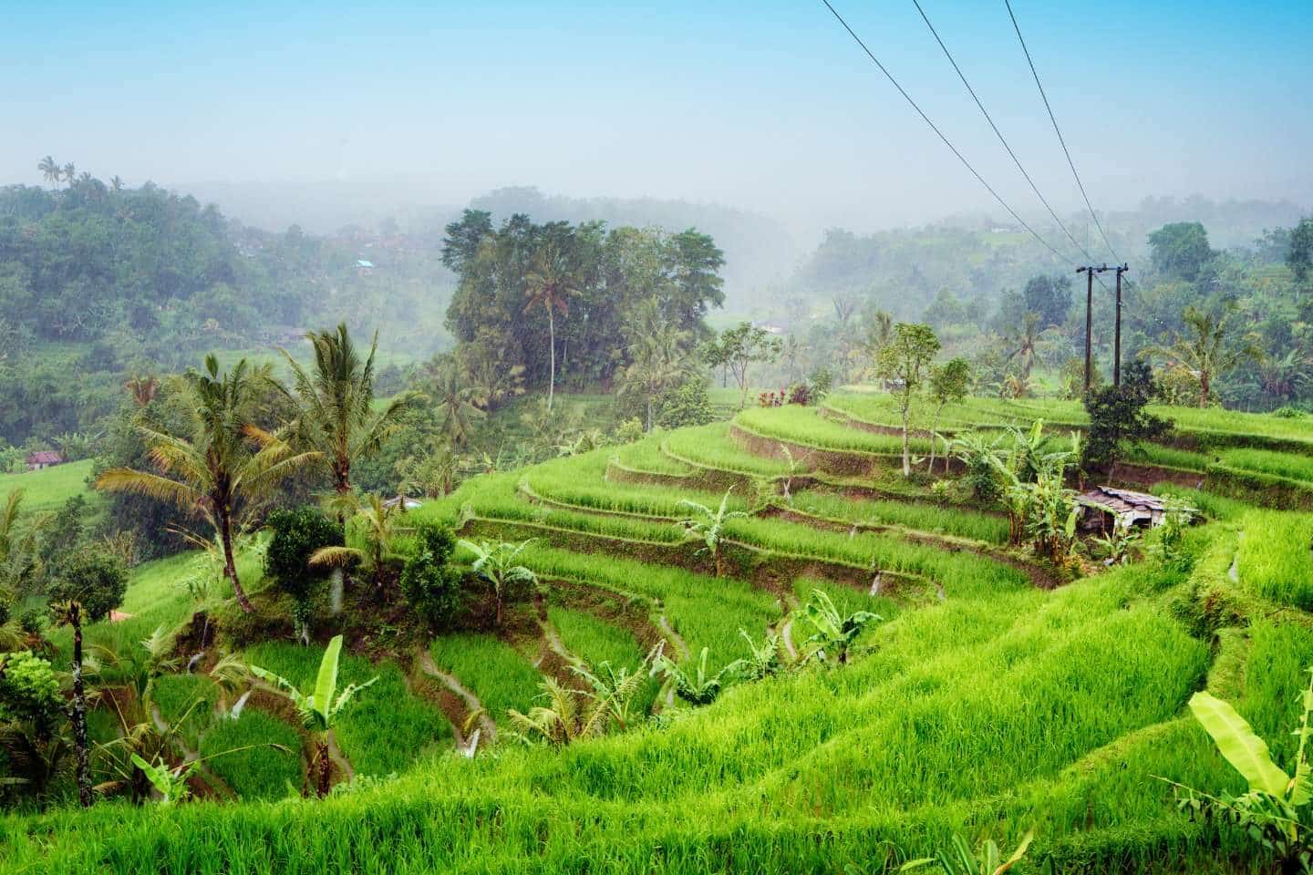 bali rice paddy fields with subak irrigation