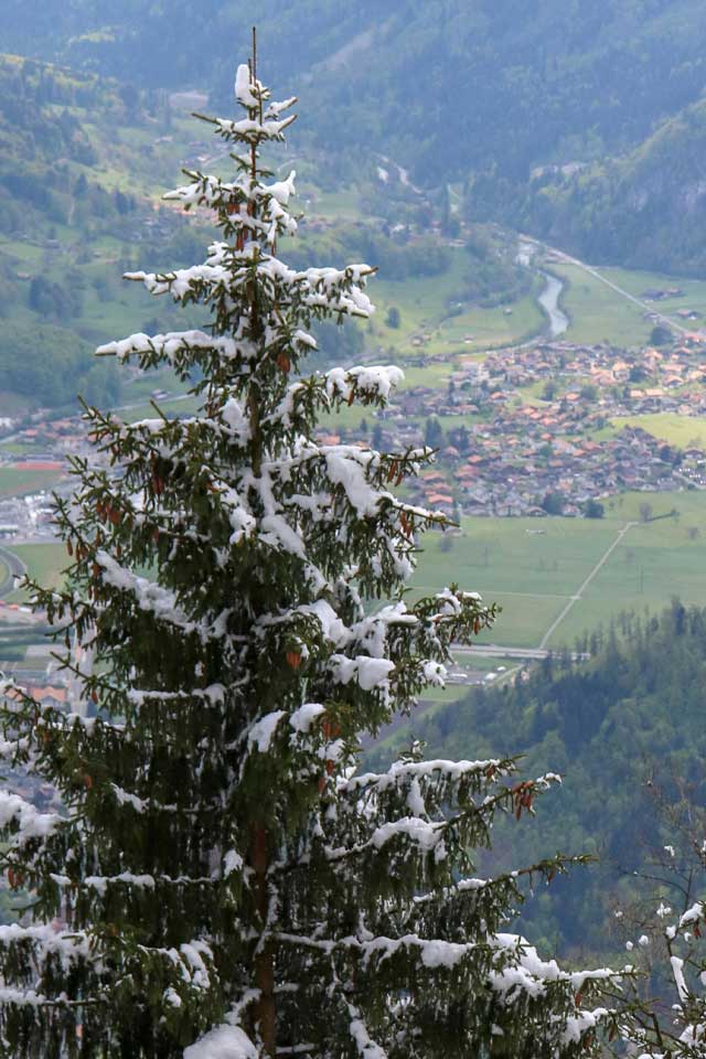 trees covered in snow in interlaken