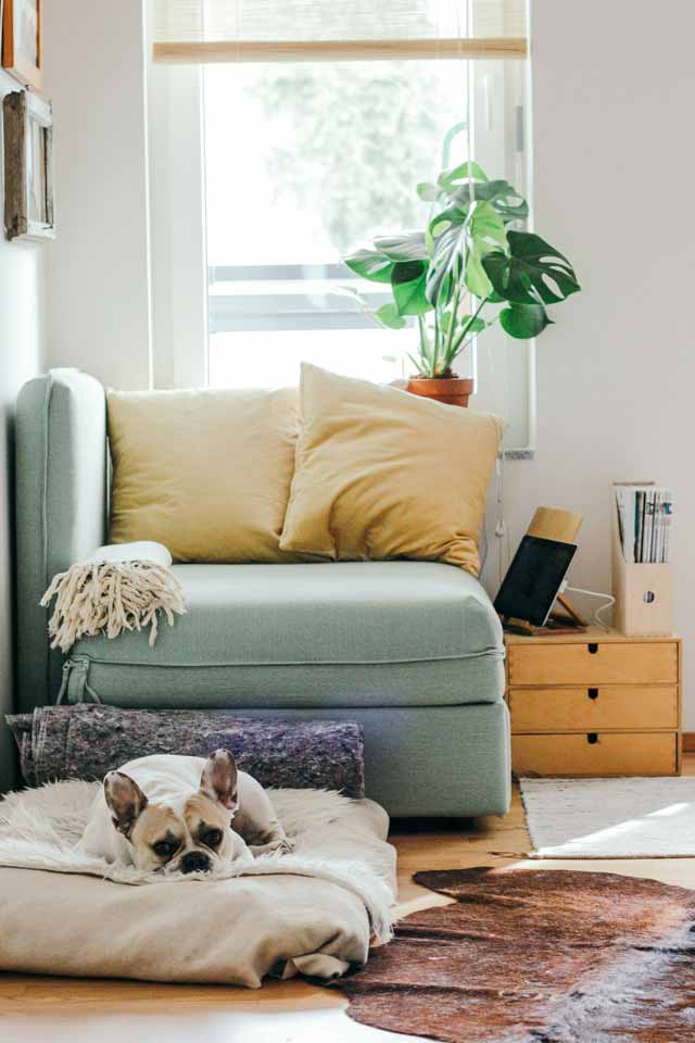 A dog lounging in a cosy living space